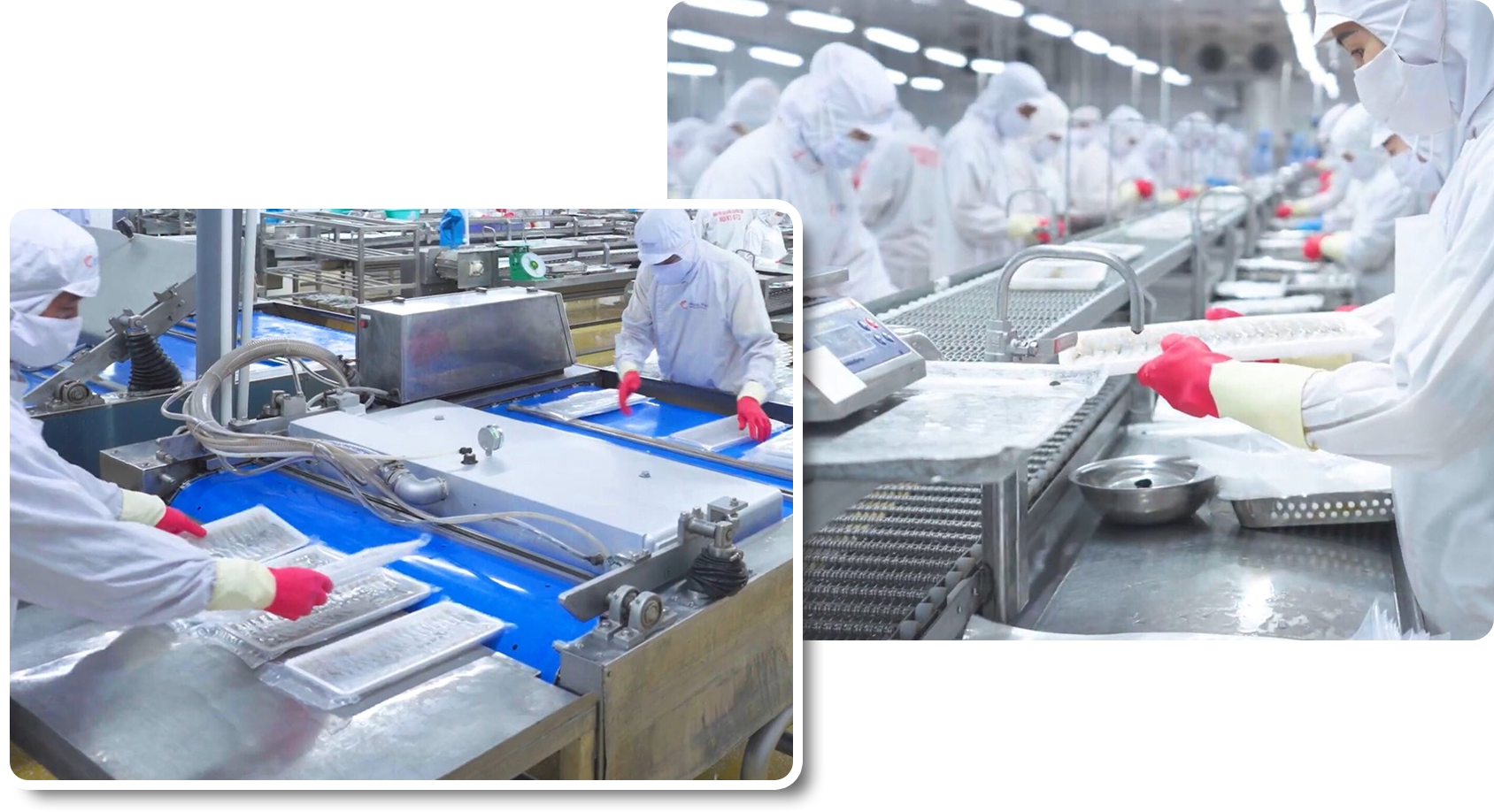 CEO 'vua tôm' Minh Phú: Thuyết phục người Việt ăn tôm sạch nhưng bất thành - 5