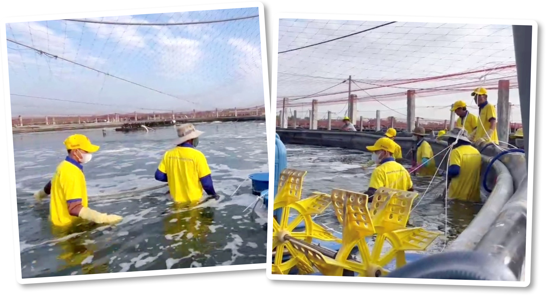 CEO 'vua tôm' Minh Phú: Thuyết phục người Việt ăn tôm sạch nhưng bất thành - 9