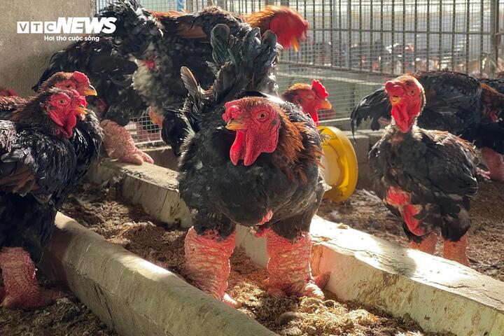 Gà Đông Tảo đẹp ngoài chân to đỏ, ngón chân mập mạp, cân đối còn phải đạt được nhiều tiêu chí khác.