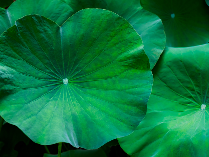 Bài thuốc từ lá sen giúp giảm cân, an thần hiệu quả