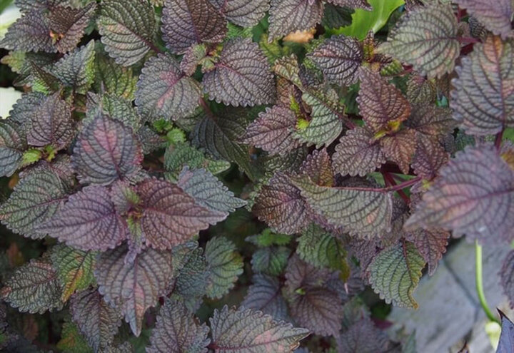 Bài thuốc chữa bệnh từ lá tía tô