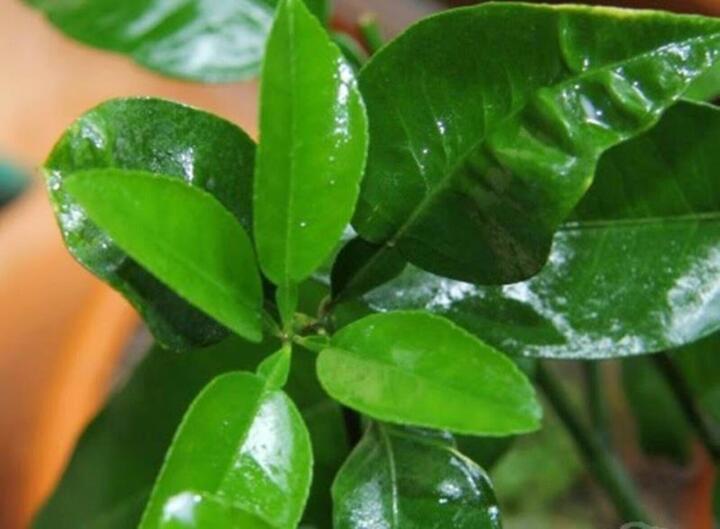 Lá bưởi có tác dụng gì?