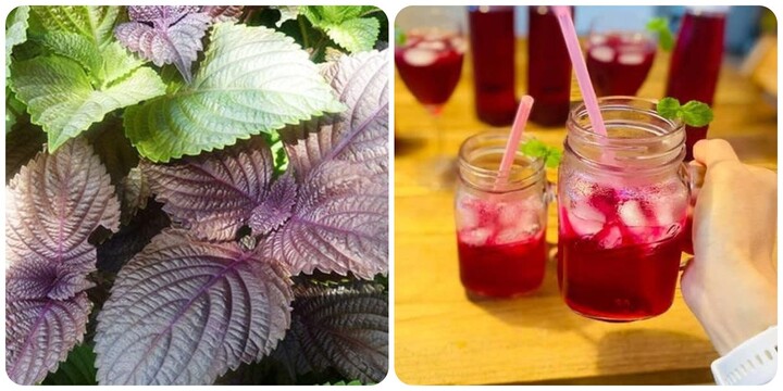 Tác dụng của lá tía tô khi nấu nước uống