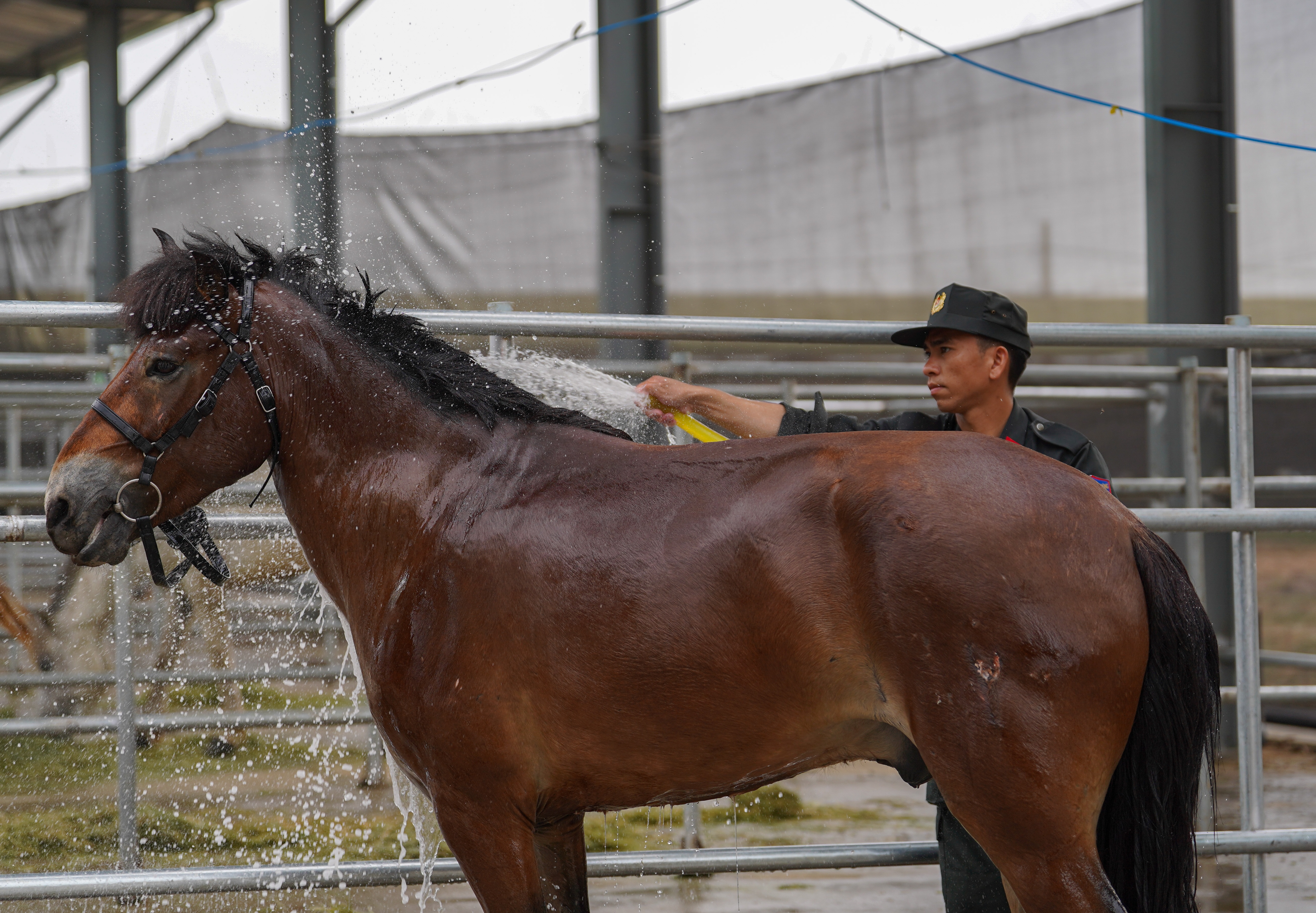 Chăm Sóc Chiến Mã Đặc Biệt Cho Lễ Diễu Hành 30/4: Từ Dinh Dưỡng Đến Tâm Lý